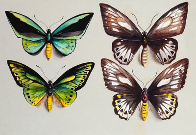 4羽のトリバネチョウ 作： Marian Ellis Rowan