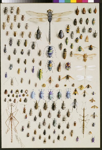 上部に大きなトンボが優勢な150匹の昆虫 作： Marian Ellis Rowan