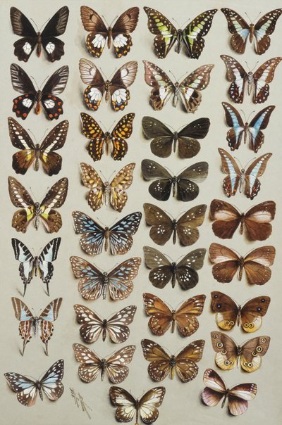 アゲハチョウ科とマダラチョウ科に属する、4列の33匹の蝶。 作： Marian Ellis Rowan