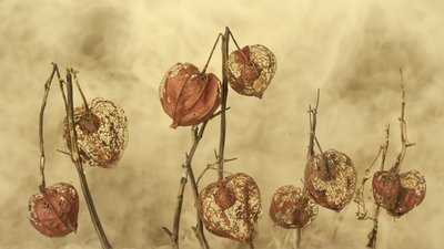乾燥させた秋のランタン 作： Marie-anne Stas