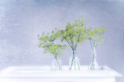 ガラスの花瓶に生けた新鮮なディル 作： 