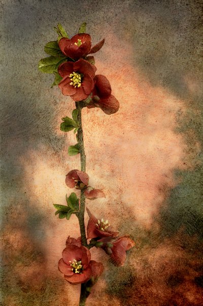  作： Marie-anne Stas