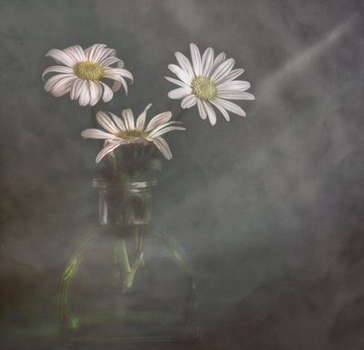 霧に包まれた穏やかなヒナギク 作： Marie-anne Stas