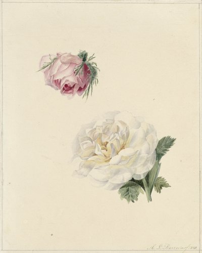 ピンクと白のバラの研究 作： Marie Louise Praetorius