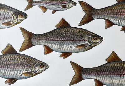 泳ぐ魚のイラスト 作： 