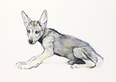 思春期のアラビアのオオカミの子犬、2009年（紙に炭と炭） 作： Mark Adlington