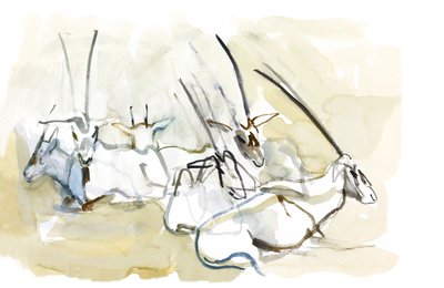 アラビアンオリックス、2010年（紙に油彩） 作： Mark Adlington