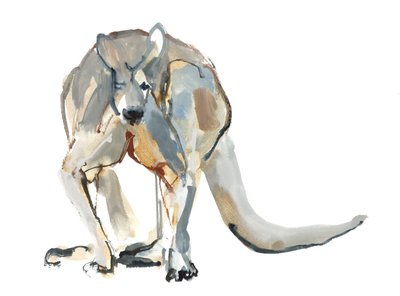 ボクサー（レッドカンガルー）、2012年（水彩、紙の上の顔料） 作： Mark Adlington