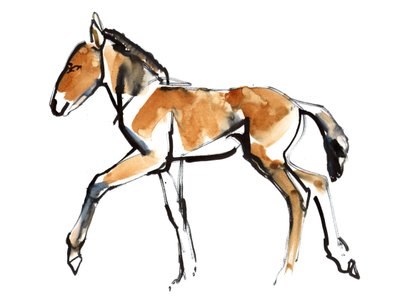 コルト（Przewalski）、2013（sennelier Ink、水彩画とガッシュ） 作： Mark Adlington