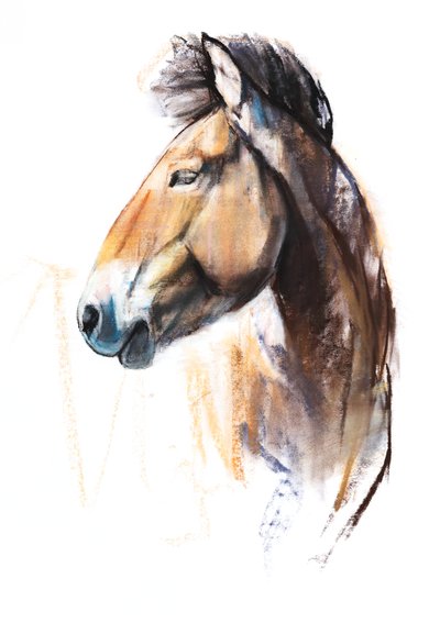 Desert Spirit（Przewalski）、2013、（紙にパステルと木炭） 作： Mark Adlington