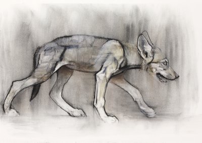 Lean Pup（Arabian Wolf）、2009（紙にコンテと木炭） 作： Mark Adlington