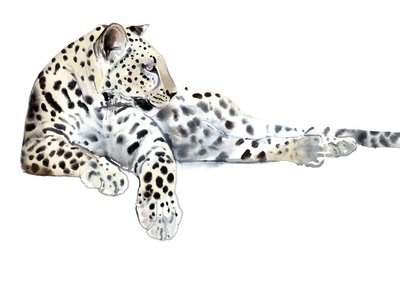 ロング（アラビアンヒョウ）、2015年（水彩、ガッシュ、紙） 作： Mark Adlington