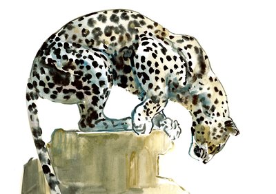 Spine（Arabian Leopard）、2015、（水彩、ガッシュ、紙） 作： Mark Adlington