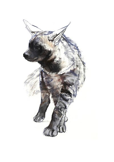 縞模様のハイエナ子犬、2010年（紙にコンテとパステル） 作： Mark Adlington
