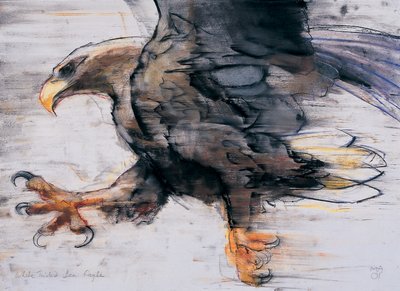 Talons-White tailed Sea Eagle、2001（木炭と紙の上のコント） 作： Mark Adlington