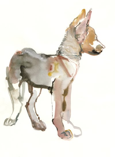 Waggle（Arabian Wolf Pup）、2011、（水彩、ガッシュ、紙） 作： Mark Adlington