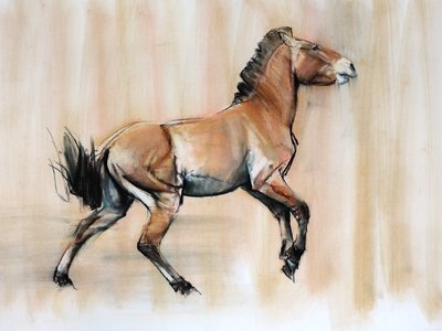 ヤングスタリオン（プシェヴァルスキ）、2014、（紙にパステルと木炭） 作： Mark Adlington