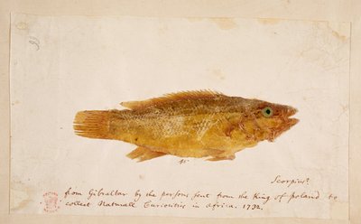 魚。 作： Mark Catesby