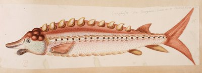 魚。 作： Mark Catesby