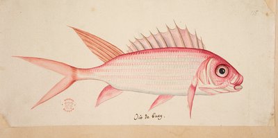 魚。 作： Mark Catesby