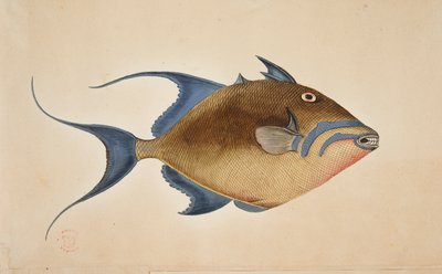 魚。 作： Mark Catesby
