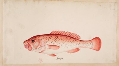 魚。 作： Mark Catesby