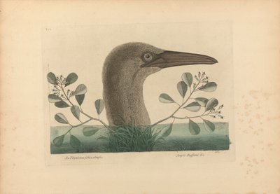 Thymelaea foliis obtusis; Anseri Bassano &c: The Great Booby, Plate 86 from the 