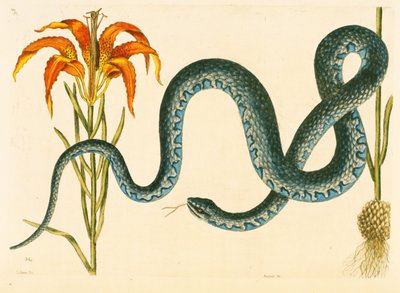 Anguis、Wampum Snake、プレート58、vol。 「カロライナ、フロリダ、バハマの自然史」の1 作： Mark Catesby