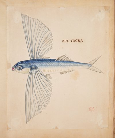 ボラドラ」。 トビウオ。 作： Mark Catesby