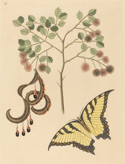 キャッツクロー (Mimosa circinalis) 作： Mark Catesby
