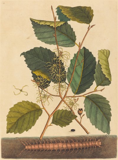 ムカデ (Scolopendra morsitans) 作： Mark Catesby