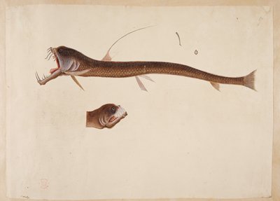 Chauliodus sloanei。 ウナギに似た生き物。 作： Mark Catesby