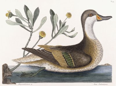 菊＆c 作： Mark Catesby