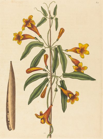 クロスバイン Bignonia capreolata、1754年発表。 作： Mark Catesby