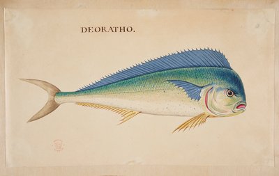 デオラト」。 魚。 作： Mark Catesby