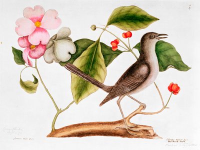 ハナミズキ：Cornus florida、およびカロライナの自然史からのモック鳥（1730-48） 作： Mark Catesby
