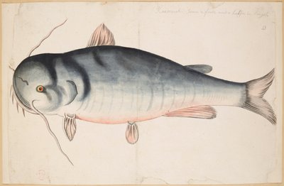 キートラ。 長さ約2フィート半」。 ナマズ？ 作： Mark Catesby