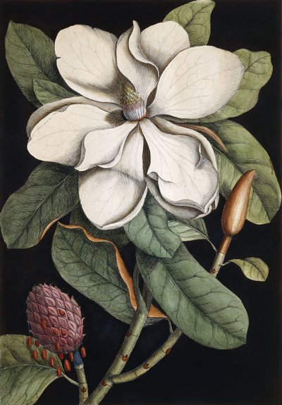 月桂樹、1731-1743 作： Mark Catesby