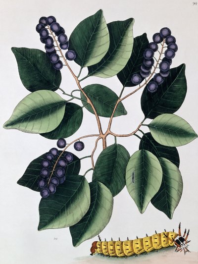 ピジョンプラムとグレートホーンドキャタピラー、1771年 作： Mark Catesby