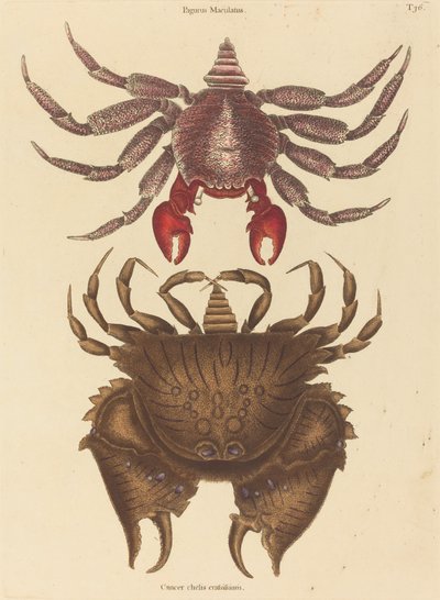 赤斑のロッククラブCancer grapsus、1731-1743年発行。 作： Mark Catesby