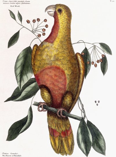 レッドウッド-ブッシュラウリフォリオハンギングフルーツの種、黒、明るいトリオッコ 作： Mark Catesby