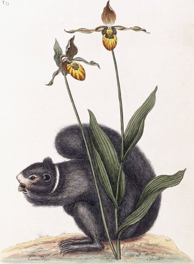 Sciurnusニジェール 作： Mark Catesby
