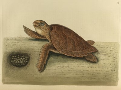 Testudo カレッタ。 タイマイ 作： Mark Catesby