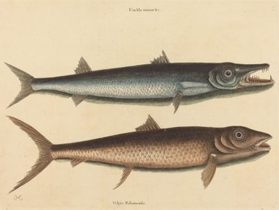 1754 年に公開されたバラクーダ Esox バラクーダ。 作： Mark Catesby