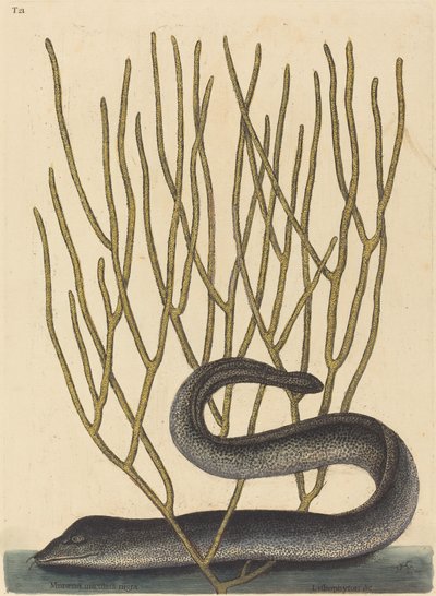 ブラック・マレー 作： Mark Catesby