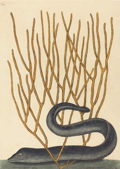 1754年に出版された「黒ムライ Muraenae helenae varietas」。 作： Mark Catesby