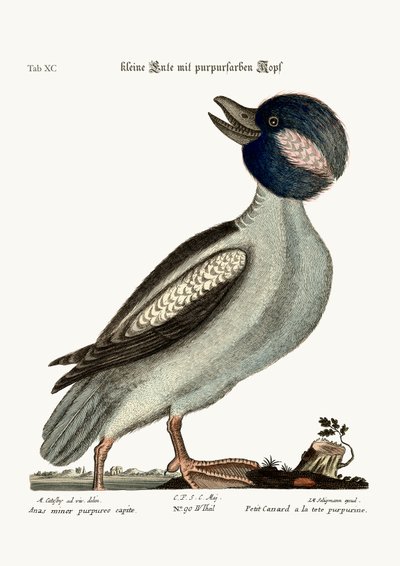 バッファローの頭のアヒル、1749-73 作： Mark Catesby