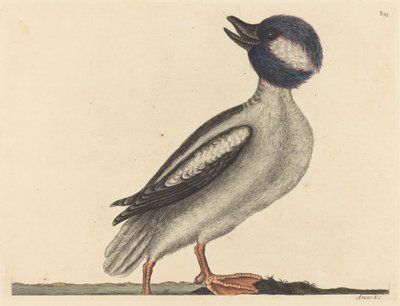 1731年から1743年に出版された「ビュッフェル・ヘッド・ダック Anas bucephala」。 作： Mark Catesby