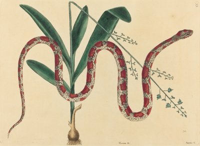 コーンスネーク Coluber fulvius、1731 年から 1743 年に出版。 作： Mark Catesby
