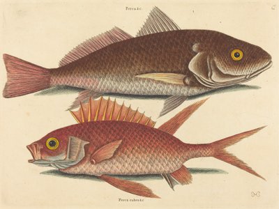 Croker Perca undulata、1731 年から 1743 年に発行。 作： Mark Catesby